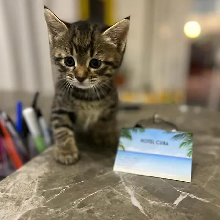 Cuba Nuova Gestione Rimini