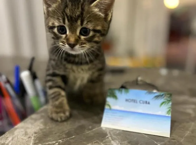 Cuba Nuova Gestione Rimini