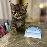 Cuba Nuova Gestione Rimini